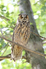 Long eared owl