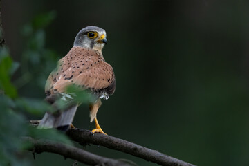 Kestrel