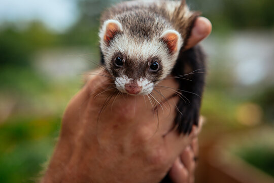 Frettchen in der Hand