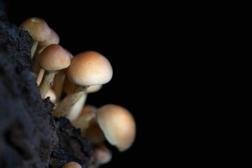 Close-up of a group of wild mushrooms growing side by side and on top of each other with brown round caps