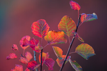 Stimmungsvolle Herbstfärbung