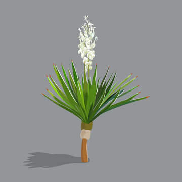 Perennial tree - like plant yucca in the flowering period