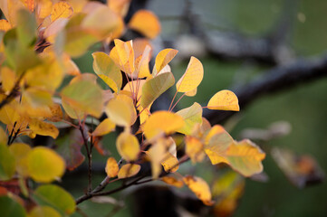Stimmungsvolle Herbstfärbung