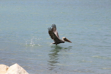Pelican Take Off
