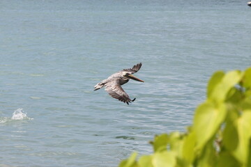 Pelican in Flight