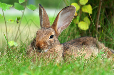 Naklejka na ściany i meble The little rabbit lies on the grass. Rabbit in the meadow