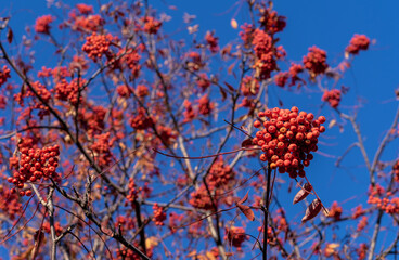 Red rowan сlusters of against a blue sky. Rowan branches with ripe fruits.