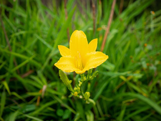 A Yellow Flower Knows as Yellow Flag, Yellow Iris, or Water Flag (Iris pseudacorus) in the Garden