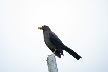 Naklejka premium A Dark Gray Bird (Great Thrush) is Perching on a White Stick and Holding some Fruit in its Beak