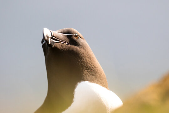 Razorbill