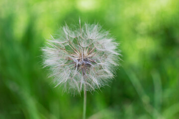 dandelion on green background