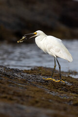 Snowy egret with fish