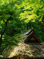 茅葺き屋根の茶屋と青紅葉