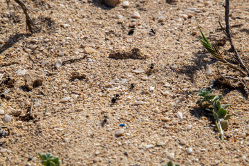 Ants in a row across the coarse sand floor