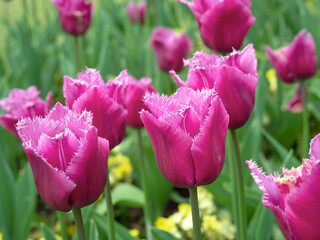 Pink fringed tulips, variety Louvre, flowering in a garden