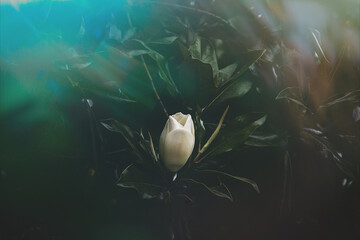  large white magnolia against a background of dark green leaves on a tree in spring day