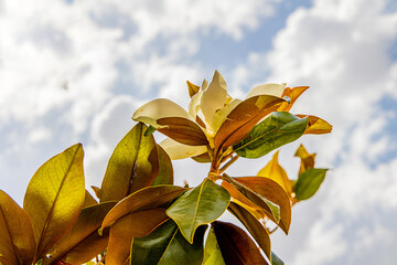  large white magnolia against a background of dark green leaves on a tree in spring day