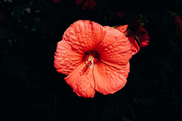  big pink natural hibiscus flower on shrub on summer day