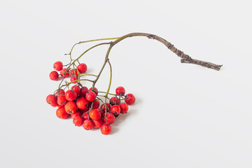 Bunch of bright red rowan berries on a white background