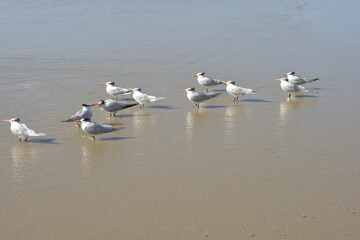 a group of birds viewing ocean 