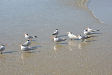 a group of birds on beach