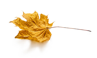 Yellow maple leaf isolated on a white background