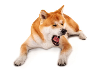  Akita Inu  Dog  Yawning