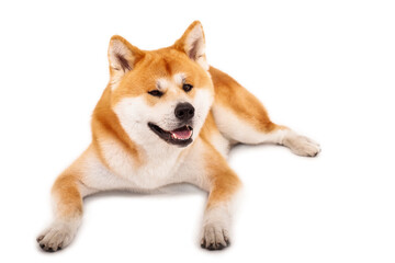 Akita Inu  dog lying on white with happy and smiling expression