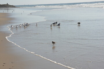 birds on beach