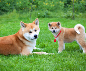 Happy Akita inu family having fun outdoors