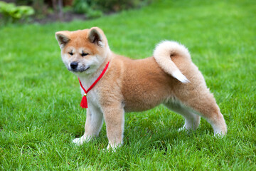 Japanese Akita Inu puppy, white and red dog