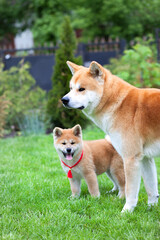 Akita Inu Japanese Dog  with puppy