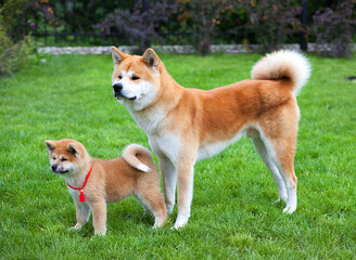  Japanese Akita Inu  dogs father and his son, posing Outdoors