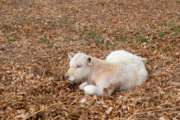 White calf resting on the ground