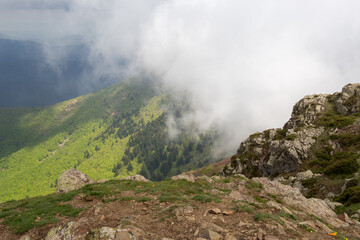 Forest during autumn full of trees of different colors and fog