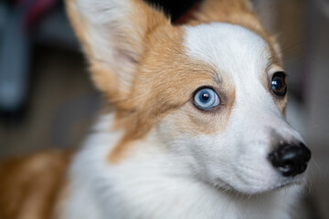 Corgi dog. dog portrait. colorful eyes