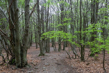 Forest during autumn, with the leaves falling from the trees