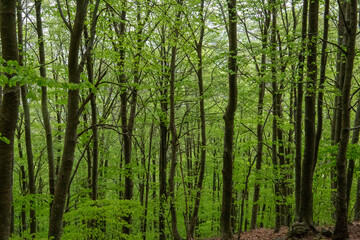 Trees with green leaves in a forest