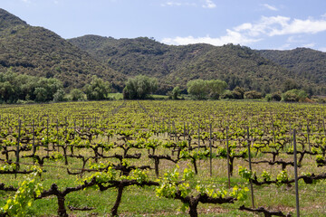 Fototapeta na wymiar Vineyards at the foot of a mountain during a sunny day