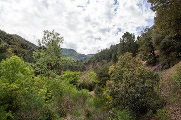 Forest during autumn in a sunny day