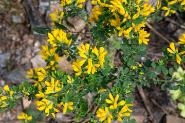 Yellow flowers in the forest