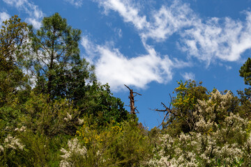 Forest during autumn in a sunny day