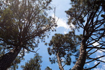 Forest during autumn in a sunny day