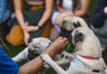 Closeup shot of three adorable pug puppies in collars being fed