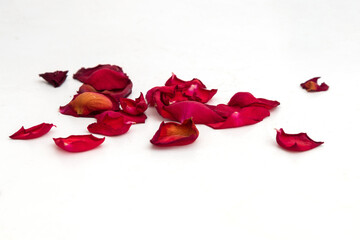 Dried red rose petals on white background