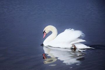 山中湖を優雅に泳ぐ白鳥