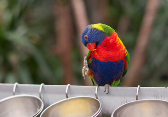 bright colorful rainbow lorikeet, cleans feathers and eats from the feeder