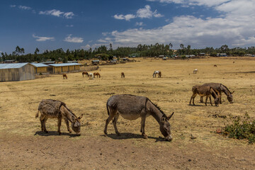 Fototapeta na wymiar Donkeys and horses in Kosoye village, Ethiopia