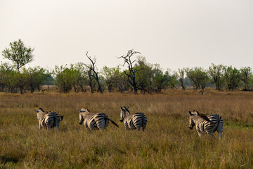 Okavango Delta 