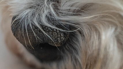 nos psa © Aleksandra